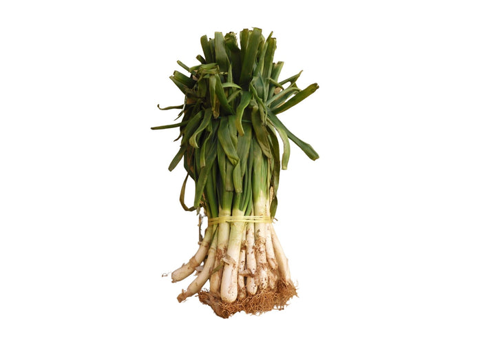 Calcot Onions (Bunch 24 - 30pcs)