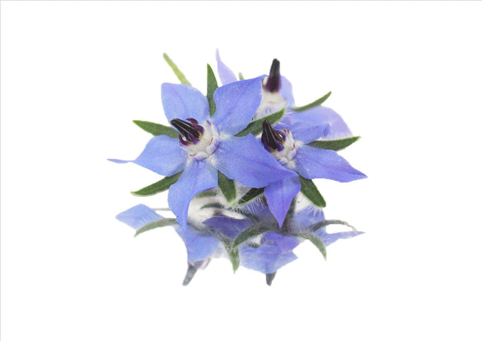 Flowers Edible Borage (4G)