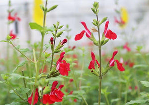 Flowers Edible Blackcurrant Sage (14 Flowers)