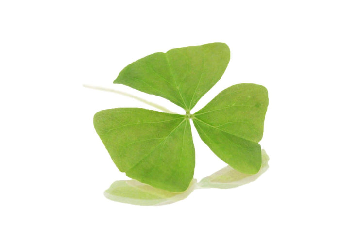 Green Butterfly Sorrel (Pnt 30G)