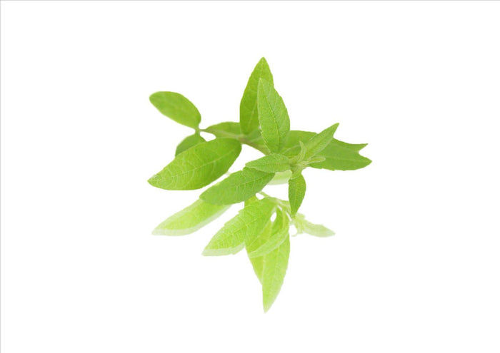 Lemon Verbena (Pnt 30G)