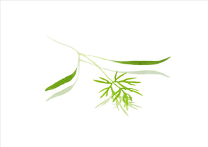 Micro Dill (Pnt 20G)