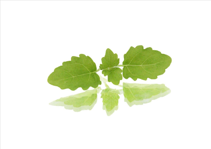 Micro Lemon Balm (Pnt 30G)