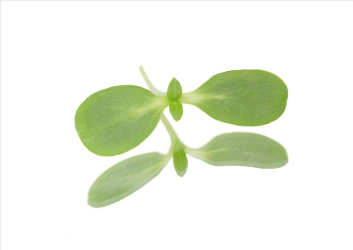 Sunflower Shoots (Pnt 50G)