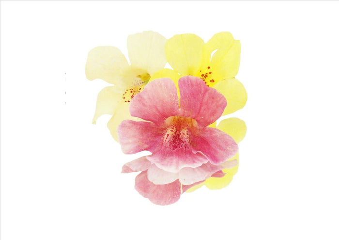 Flowers Edible Mimulus (Monkey Flower) (5G)