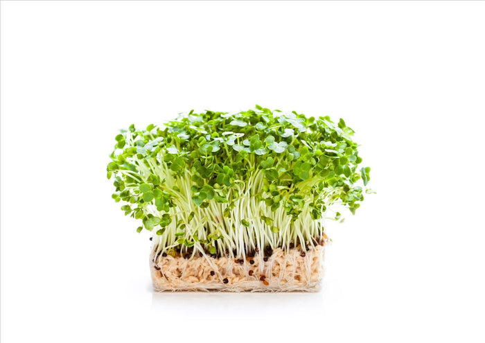 Salad Cress (Punnet)