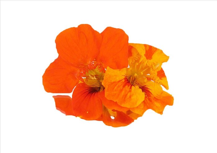 Flowers Edible Nasturtium (15-20 Flowers)