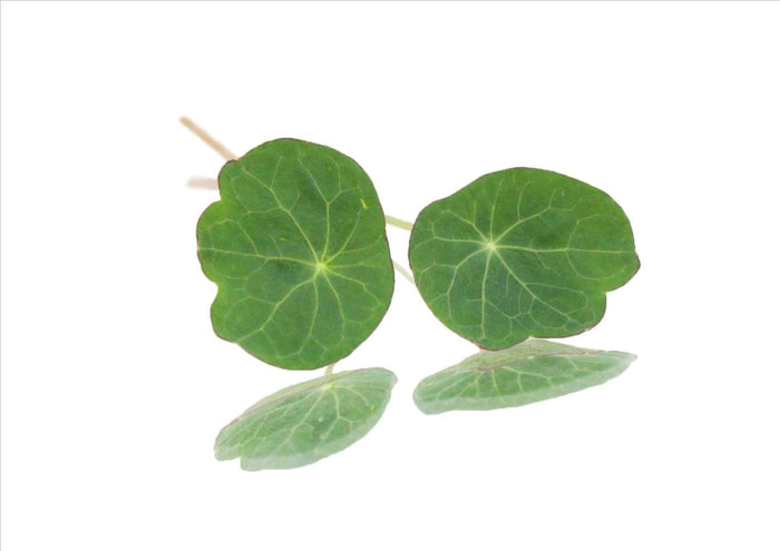 Nasturtium Leaf (Pnt 30G)