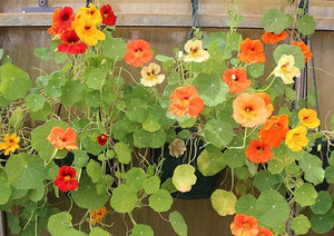 Flowers Edible Nasturtium (15-20 Flowers)