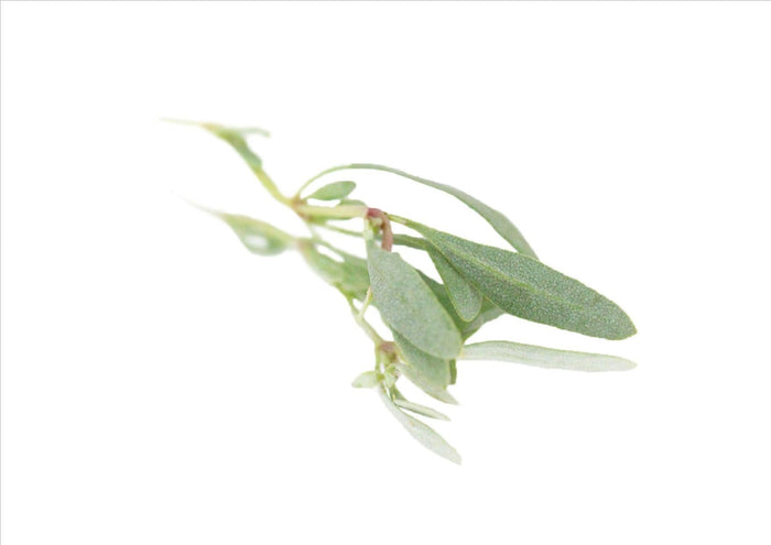 Sea Purslane (Pnt 50G)