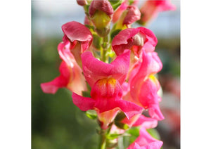 Flowers Edible Snapdragon (14 Flowers)