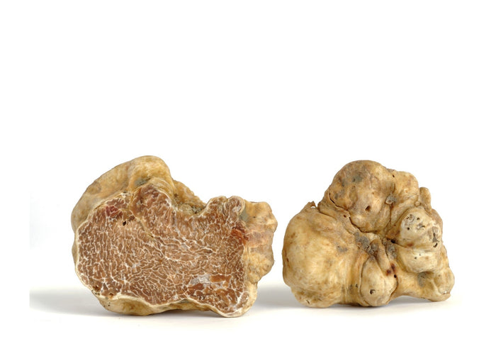 Spring White Truffles (Fresh) - tuber Borchii